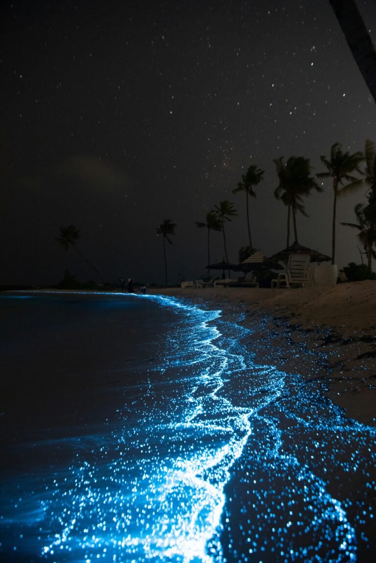 11 Magical Bioluminescent Beaches to Consider For Your Honeymoon