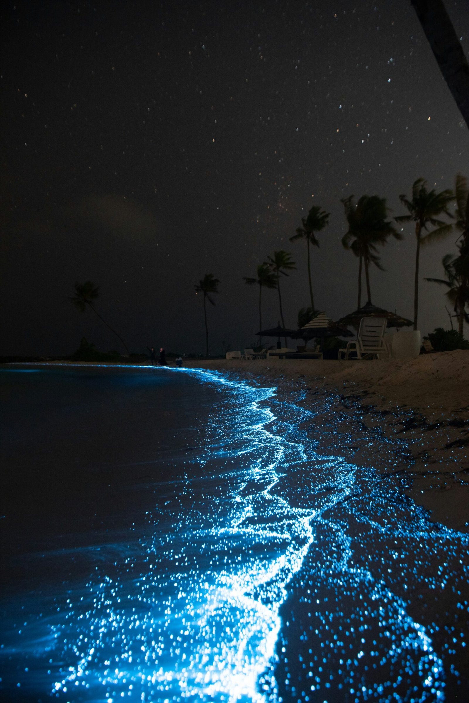 11 Magical Bioluminescent Beaches to Consider For Your Honeymoon