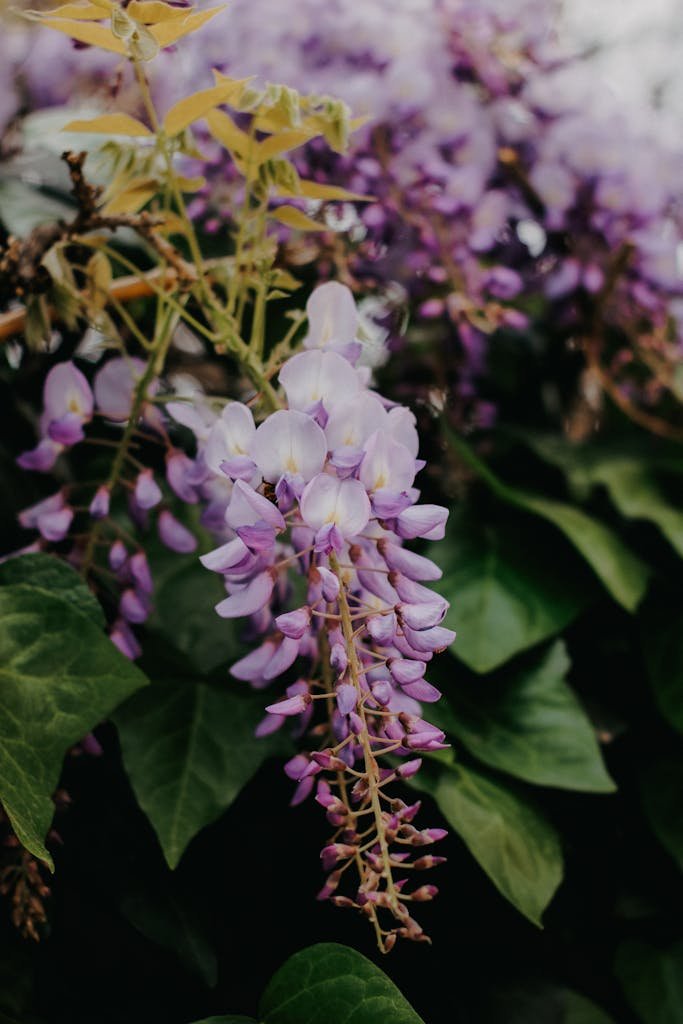 Beautiful wisteria flowers with purple petals and lush green leaves in natural sunlight.