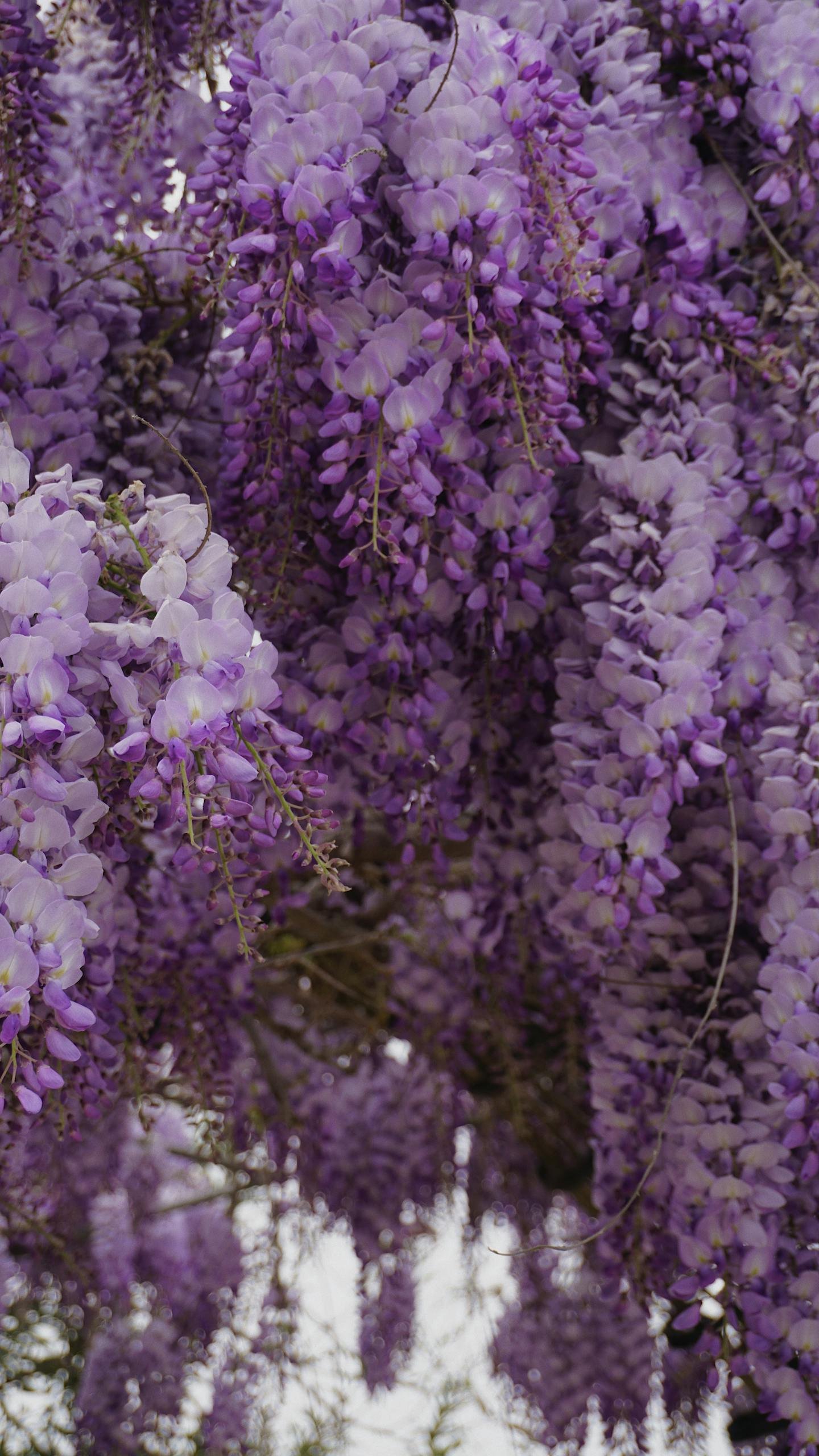Close-up of enchanting purple Chinese wisteria flowers cascading elegantly, showcasing nature's beauty.