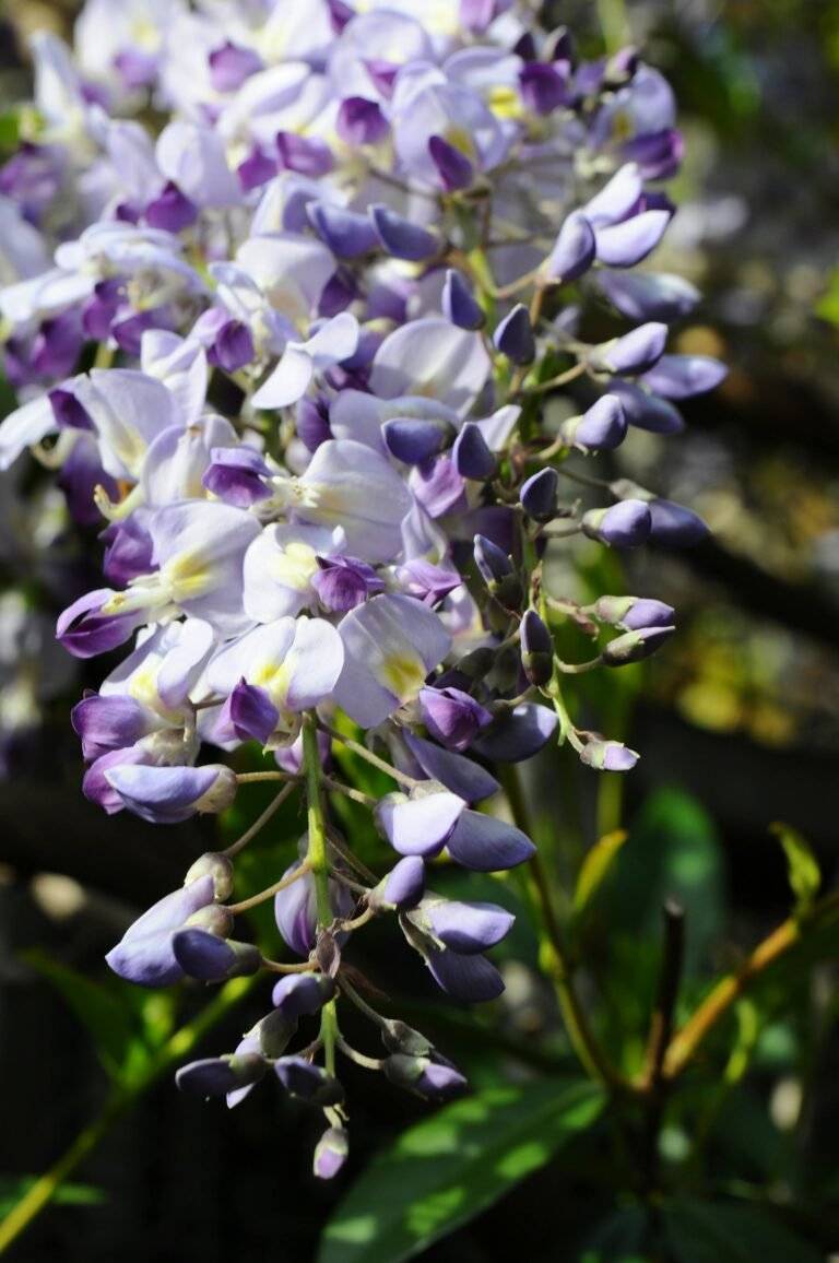 Blue Moon Wisteria