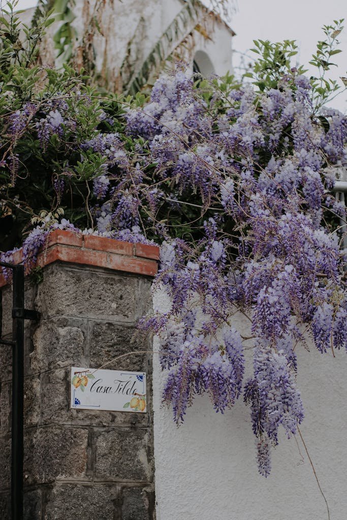Purple wisteria cascading over a stone wall with a rustic, serene atmosphere.